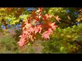 autumn walk in tochigi furumine shirne u0026 oashi valley【栃木･古峯神社 u0026大芦渓谷】