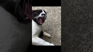 A  cat that yawns and makes a sound when yawning