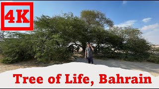 Tree of life in Bahrain 4k video