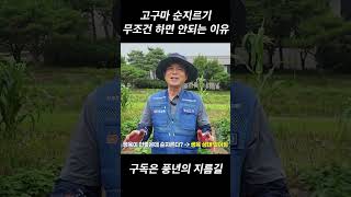 고구마 순지르기 무조건 하면 안되는 이유