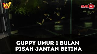 Membedakan Ikan Guppy Jantan dan Betina Usia 1 Bulan  [FYI]