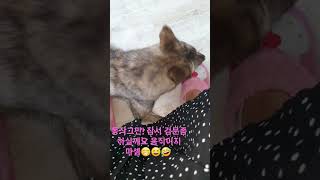 ㅋㅋㅋ 저는 커피를 마시며 18분간 아리의 검문검색에 협조해야 했답니닼ㅋㅋㅋ 🤭😁😆🤣