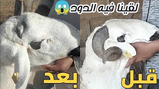 قطعنا قرون الخروف لهذا السبب⁉️ لقينا الدود😱 ولكن الحمد لله... ❤️