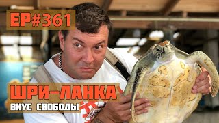 361 Как помогают морским черепахам?