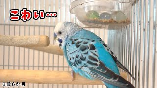 新しいフォージングトイに驚いてご飯の下に行ってしまったインコ