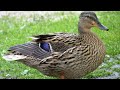 Duck Sound Effect ।। Duck Quack Sound ।। Sarah Nishi