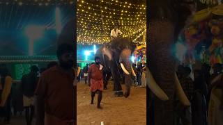 വായി നോക്കി നിക്കാതെ അങ്ങോട്ട് നടക്കാൻ #shorts #elephant #elephantattack #viralvideo #short #crazy