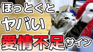 【愛情不足のサイン】飼い主に愛されていないと思っている猫だけが見せる行動8選【保護猫】