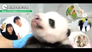 もしも彼氏が上野動物園のスタッフだったら～動物園でどうぶつの赤ちゃんがみられるワケ！～