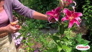 How To Prune Lilies