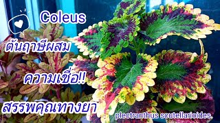 #coleus ต้นฤาษีผสม (✿ ♡‿♡)ใบสวยงามสดใส กับความเชื่อช่วยปัดเป่าโรคภัยไข้เจ็บ!!และสรรพคุณทางยา