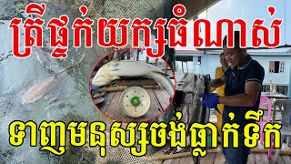 ត្រីផ្ទក់សមុទ្រធំណាស់ កម្លាំងខ្លាំងដូចគោ រូបរាងស្អាតប្លែក