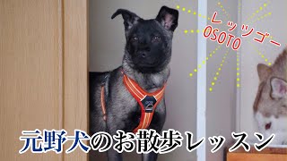 【元野犬】元野犬のお散歩レッスン【お散歩】