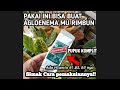 PUPUK AJAIB || GANDASIL -D Buat Aglaonema || AGLAONEMA JADI RIMBUN