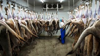 Millions Kangaroo Harvesting in Australia 🦘- Kangaroo Meat Processing in Factory - Kangaroo Industry