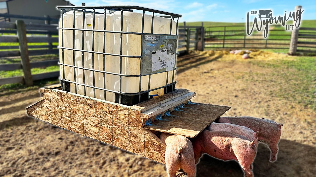 How To Build Automatic Pig Feeder At Pearl Brandon Blog