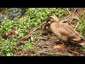 ヒナの羽ばたき　親子で羽繕い　カルガモ親子