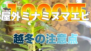 メダカと同居しているミナミヌマエビの越冬 気をつけることは？