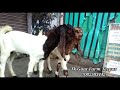 ছাগলীক কুকুৰে কামোৰাৰ চিকিৎসা dog bite treatment for goat