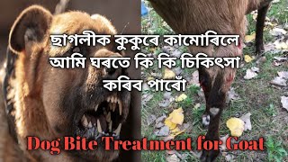 ছাগলীক কুকুৰে কামোৰাৰ চিকিৎসা|Dog Bite Treatment for Goat