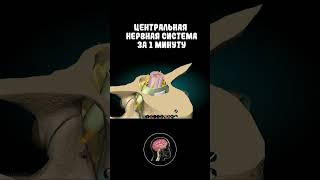 Нервная система за 1 минут #shorts #medicine