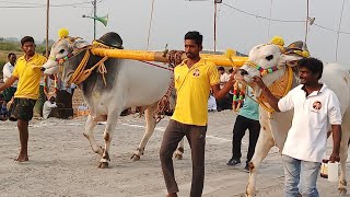 బుడంపాడు గ్రామం 6 పళ్ళు విభాగం 5 jata GLR bulls