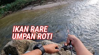 Lubuk Ikan Rare @ Sahom Kampar, Perak | Ultralight Stream Fishing | Vlog54