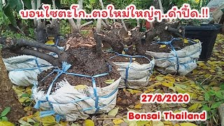 Bonsai บอนไซตะโกตอใหม่..ตอดำๆซากเก่าๆสวยๆ..💖💖👍