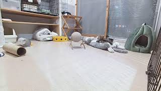 ■子猫室■子猫三匹+1匹■　20240522　19：00〜