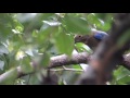 野鳥撮影・ オオルリ♂若鳥　blue and white flycatcher