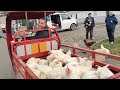 ankara Çubuk tavuk pazari 🐔 16.01.2025