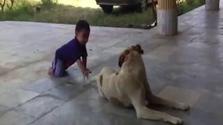 Funny Babies Playing with Dogs Compilation - Funny Baby and Pets |Cool Peachy