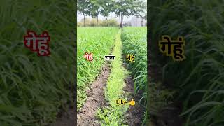 गेहूं --- चना ---- गेहूं #गेहूं #चना #trnding #farming #kgf #music #vikram