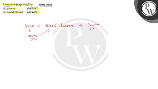 Urea is transported by AllMS 2000 (a) plasma (b) \\( \\mathrm{RBC} \\)...
