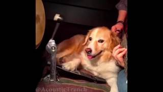 Play Guitar With Dog - Dog Playing The Drums -  by The White Stripes