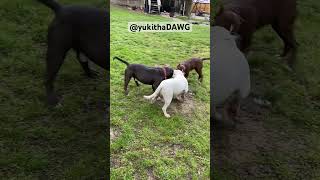 yuki trying his hardest to keep up with bro and dad #yuki #yukithaDAWG #pitbullfamily#pitbull#puppy