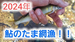 ２０２４年  鮎のたま網漁！！