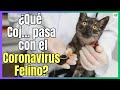 🔴 ¿QUÉ ESTÁ PASANDO CON EL CORONAVIRUS DE LOS GATOS? 🔴