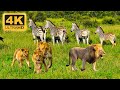 4K African Wildlife Documentary Film - Mana Pools National Park, Zimbabwe, Africa