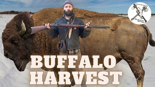 Flintlock Bison Harvest in Wyoming