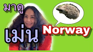 เรื่องเล่าจาก Norway Ep.8 มาดูเม่นนอร์เวย์กันค่ะ