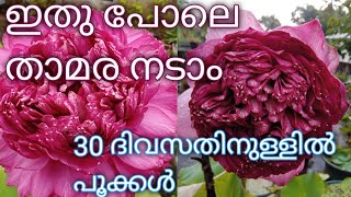 Thammo/നമ്മുടെ വീട്ടിൽ താമര പൂക്കൾ കൂടുതൽ ഉണ്ടാകാൻ ഇങ്ങനെ നടാം /lotus care\u0026tips