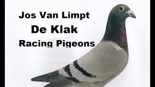 De klak Racing Pigeon