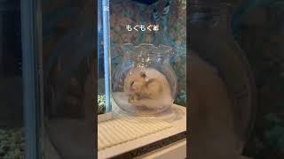 ほっぺたから🍩#shorts #shortvideo #hamsters #kawaii #pets #cute #ハムスター #癒し #かわいい #可愛い #動物 #ドーナツ