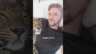 Man adopts a leopard #story #animals #cat #cute #leopard