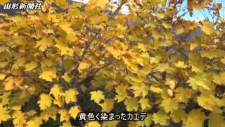 月山の紅葉見頃