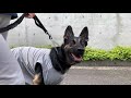 【ジャーマンシェパード】朝の散歩中に吠える犬。why 【german shepherd dog】a barking dog during a walk in the morning