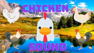 CHICKEN SOUNDS FOR KIDS || BABY CHICKS CHIRPING SOUNDS || Learn Clucking Sound Effects of Chickens