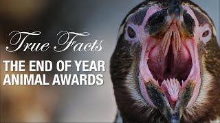 True Facts: Animal Awards