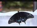 eastern black swallowtail lifecycle